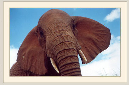 Elephant-Conservation
