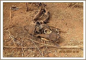 Snared buffalo carcass at Ura