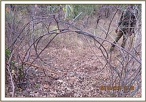 Big snare at Ntoe area