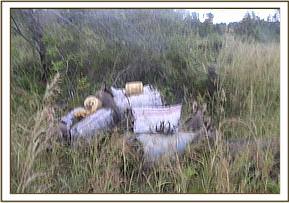 Illegal charcoal burning and transporting at Utu 