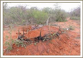 A fresh charcoal kiln found and destroyedl
