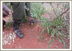 Small snares meant for small game found at Irima