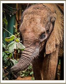 The calf feeding on greens