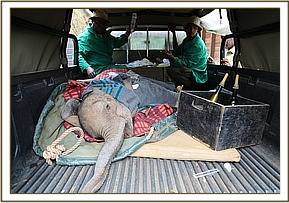 In the pickup following rescue