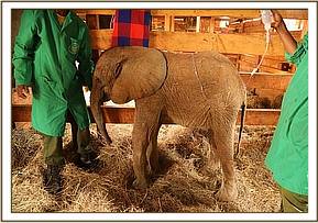 The calf on his feet