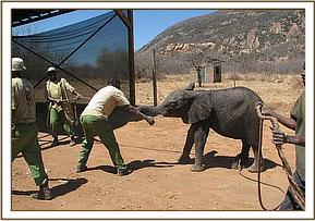 Amazingly without too much coaxing she follows the keepers to the hanger