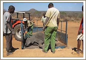 Ithumbah is brought to the stockades from the airstrip in the back of the tractors trailer