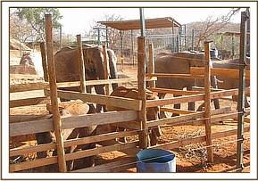 Kinna, Yatta & Nasalot come to say hi to the calves
