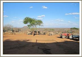 That day a steady stream of wild bulls visited the stockades