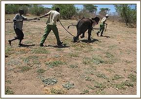 The calf follows the keepers towards the airstrip