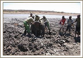 The calf is extracted from the mud