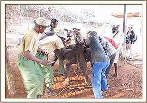 The calf is restrained so that Abdi is able to give her the antibiotic injection