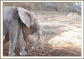 Loijuk spends the afternoon comforting the new arrival in the stockades