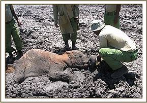 The elephant is given much needed water