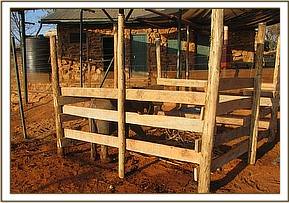 The small makeshift temporary boma made to tame Ihtumbah down