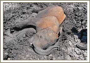 The calf was found trapped fast in the sticky drying mud of Ithumba Dam