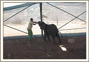 While preparations are made the calf is kept in the shade in the open hanger at the Ithumba airstrip