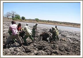 The team work hard to try to free the trapped calf from the black cotton mud