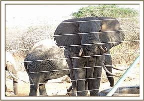 The wild bulls were interested in the goings on with the new arrival