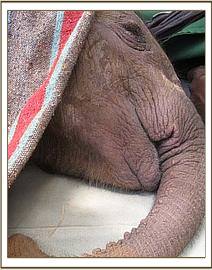 Lesanju sleeping