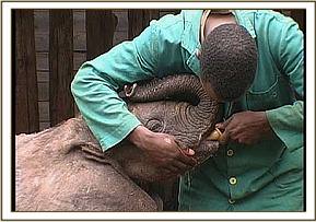 Julius feeding thoma