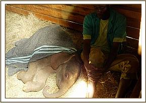 Tomboi sleeps with his Keeper close at hand