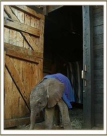 Tomboi leaving his stable