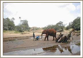Imenti drinking on the Tiva river after the trip