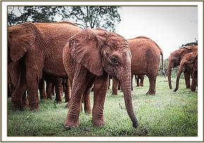 Mukkoka out in the field with the other orphans