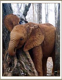 Kinna scratching against a tree
