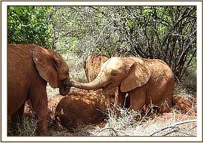 Sunyei with trunk extended