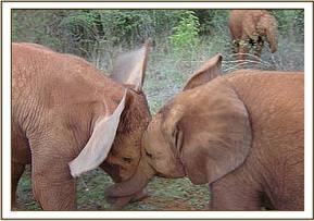 Ndomot and Madiba play fighting