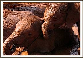 Madiba having a mudbath (right)