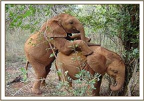 Ndomot climbing on Madiba