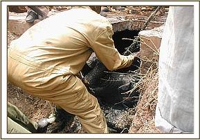 With great difficulty the exhausted calf is pulled through the hole