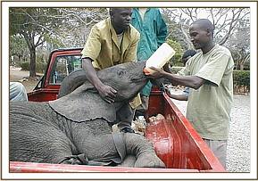 Our team wait for the aircraft and ensure the calf has some milk