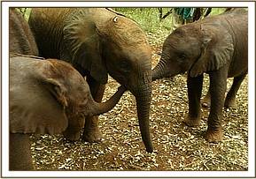 Taita is welcomed into the nursery fold by Sunyei and Selengai