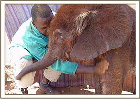 Madiba with Julius having a light dustbath. He arrived as such a fuzzy little elephant