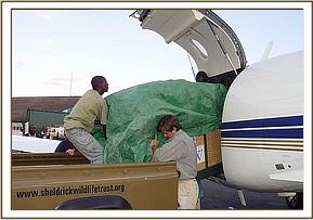 Madiba in his crate is carefully lowered onto the DSWT landrover