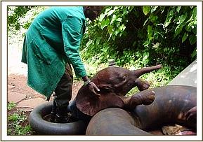 Sunyei playing with her tyre and Keepers