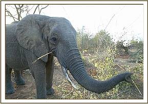 Imenti in his night stockade at Ithumba