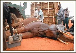 Imenti being loaded before being translocated to Ithumba