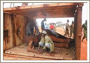 Imenti with his Keeper loaded into the crate