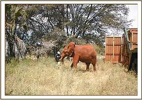 Imenti exits the crate at the other end, on the Tiva river