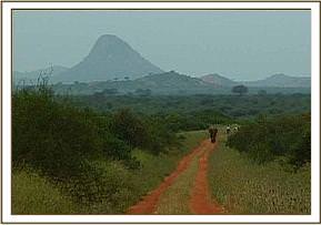 Imenti walks back to Voi with his Keepers from Tsavo West, a journey of 100 miles