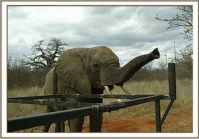 Imenti Ithumba, Northern Area Tsavo East