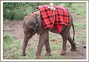 Ndotto mit einer Maasai-Decke