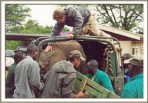 Napasha is carefully unloaded from the vehicle