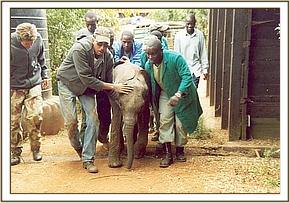 Weak from the journey Napasha is walked into his stable