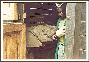 As soon as he is in the stable he gulps down a bottle of milk